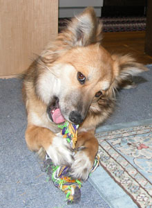 ����ς�P�X�W�~�͂��������