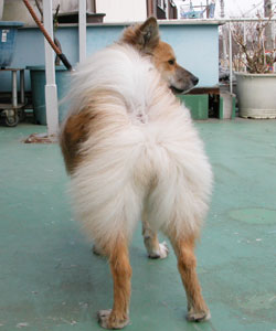 ���܂��ɋ����ŐK�̌��ۏo��