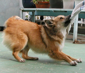 �^�I�����G��