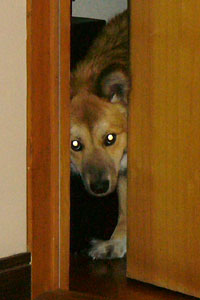 �v���Ԃ�̉Ɛ��w�͌����I