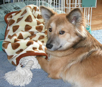 ���܂ɂ͖ѕz�������肽��