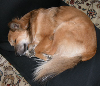 �V�����J�����Ȃ񂾂���