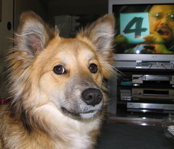 ���A���̐l���킢