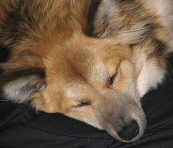 �����B��̃��f���炵��