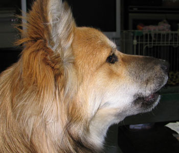 �i���I������Ƃ��̊�