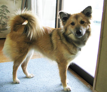 ���̂ւ��݋�͑A�]�̓I