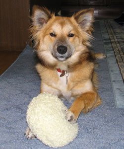 ���낻�낱����V�������Ăق���