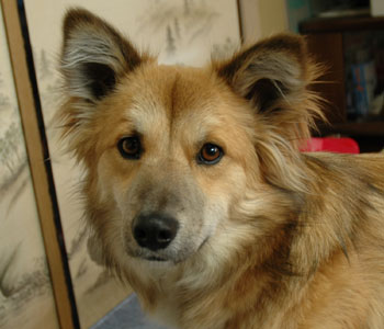 �{���ĂȂ��Ƃ��̊�