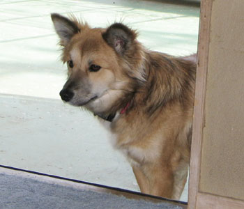 �Ă΂��ƌx�����ĕ����֓���Ȃ�