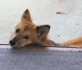 �ʐ^�͂���ς�r����Ȃ��H