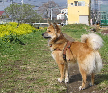 �����ł悭�l�R�ɉ