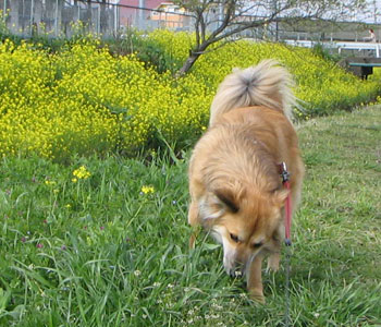 �݂�ȍ؂̉Ԃ�E��ł邯�ǃI�V�b�R�͋C�ɂ��Ȃ��́H