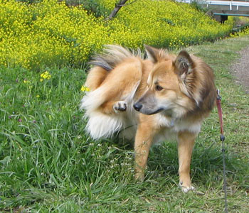 �Q��ڂ���̓I�J�}�X�^�C��