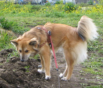 ������肵���Ƃ���ɂ̓I�V�b�R�̍��肪