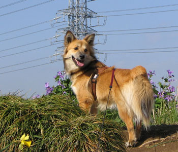 �n�i�_�C�R���Ǝ��B���܂����H