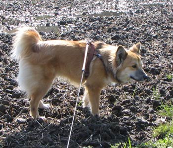 �����ȑ��ɂ��F�B�̎c�荁��