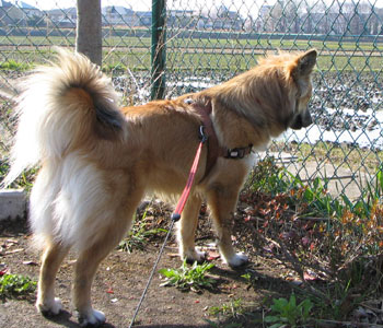 �O�ɂ����Ńl�R����������K���`�F�b�N