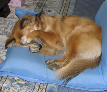 �ڂ����䂢