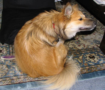 ������䂢