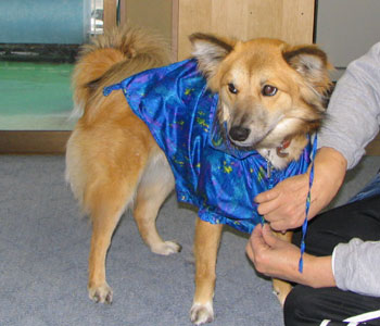 �J�̎U���͂��ꂪ�C���Ŗڂ������