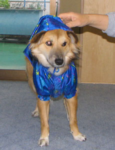 �X�q�͂���Ȃ��Ă΂�