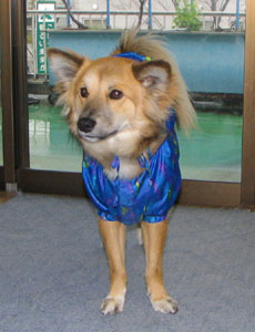 �ł������瑁���s������