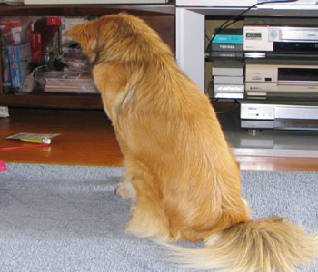 ���̐ڒ��܂��C�ɂȂ�