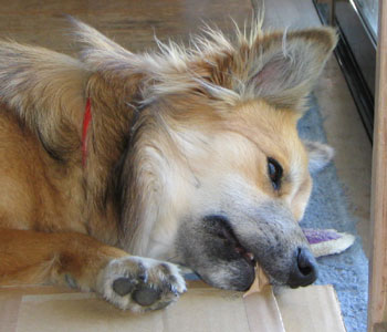 �i�{�[���̒[�͍D��