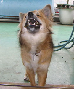 ��������Η����Ȃ���