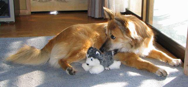 �V�������F�B�̃n�X�L�[�N