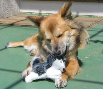 �ł����A�������Ă��܂�