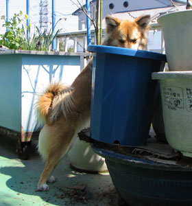 �������̂����肻��