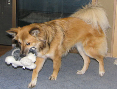 �����s���R�Ȃ̂ŉ^��ł�����