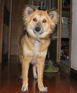 �o�}���͂���Ȋ�