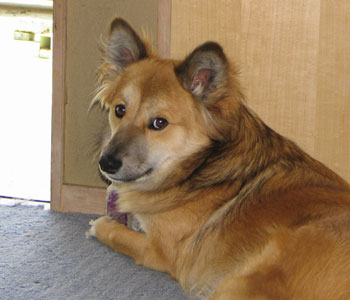 �U��Ԃ�Ƃ��ꂵ���H