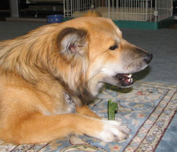 �ג������̂͐H�ׂ₷��