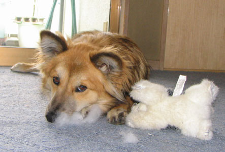 �n�X�L�[�N�͂Ƃ��ǂ��Ȃ��o��