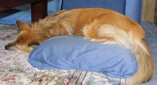 �������֎q�͂�������ĐQ��