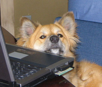 �����Ă����֎q���D��