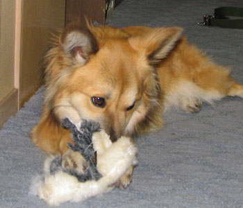 �n�X�L�[�N�͌�����