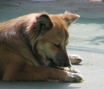 �����傪�A���Y��č��N�̍؂̉Ԃ̎��n�͏��Ȃ�