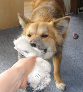 �n�X�L�[�N����荇���̂��y����