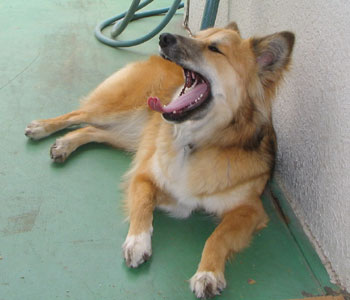 �K�E�K�E�̂��Ƃ͂܂�������