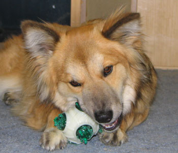 ����Ԃ̂��C�ɓ���