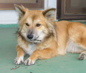 ����ς�o�J���ۂ��H