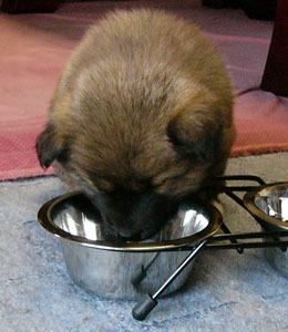 �E�H���o�b�g������������H��͓���