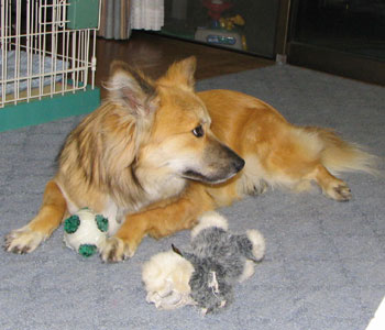 �n�X�L�[�N�͔����؂�ɂȂ���