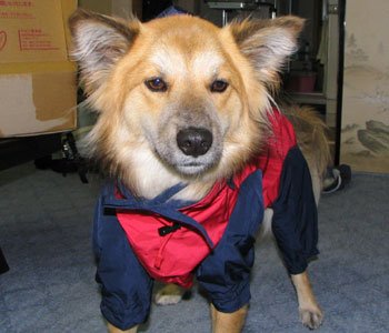 �����Ŗڂ������