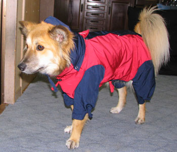 ���x�̂͌�둫�܂ł��Ă�