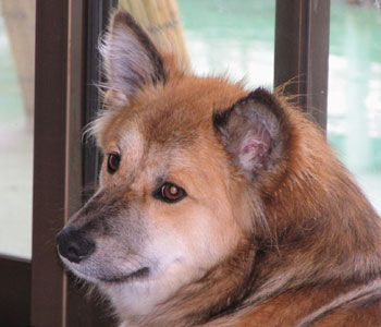 �ł���͔G�ꂽ